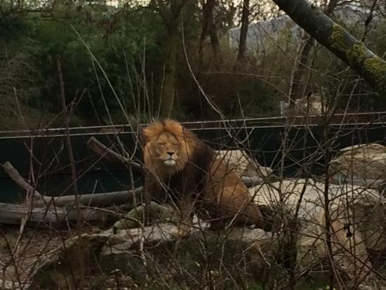 Collection zoologique d'État de Munich